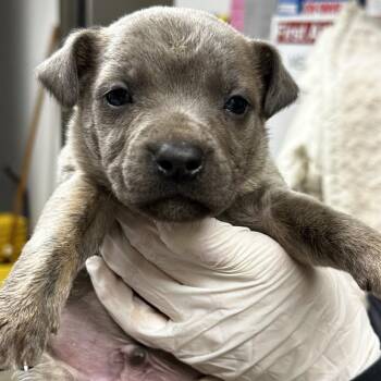 Pit Bull Terrier Dogs Available for Adoption - Davey | PetCurious