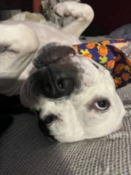 Jewel -  Pit Bull Terrier and Mixed Breed Dog for Adoption in Atlanta, Georgia - Jewel | PetCurious