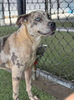 Rescue Catahoula Leopard Dog Dogs for Adoption in Richmond, Kentucky - Pudding | PetCurious