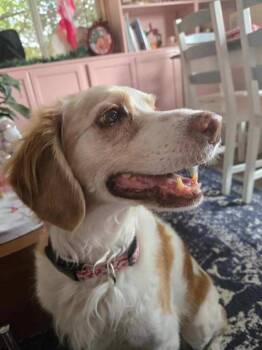 Rescue English Springer Spaniel Dogs for Adoption in Roy, Utah - Junie | PetCurious