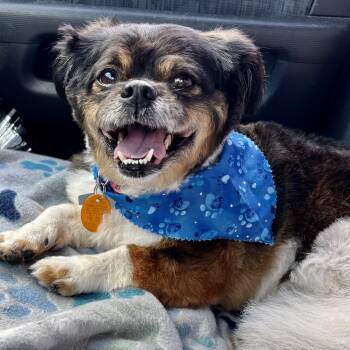 Nutmeg Evers -  Cavalier King Charles Spaniel and Pekingese Dog for Adoption in Plano, Texas - Nutmeg Evers | PetCurious