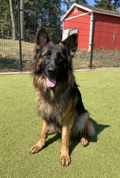Rescue German Shepherd Dog Dogs for Adoption in Friday Harbor, Washington - Lobo | PetCurious