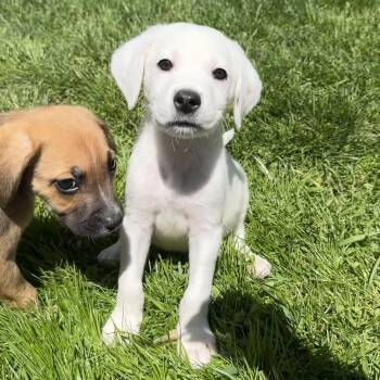Mixed Breed Dogs Available for Adoption in Detroit, Michigan - Todd | PetCurious