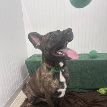 Dutch Shepherd and Mixed Breed Dogs Available for Adoption - Cooper | PetCurious