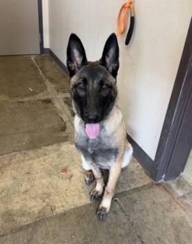 SIENNA -  Belgian Shepherd Malinois Dog for Adoption in Ontario, California - SIENNA | PetCurious