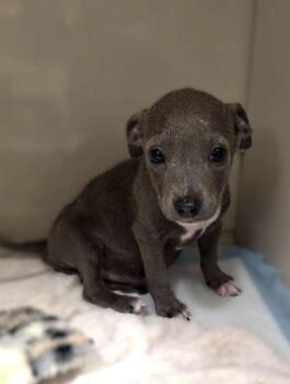 Pit Bull Terrier and Chihuahua Dogs Available for Adoption in Savannah, Georgia - Milano | PetCurious