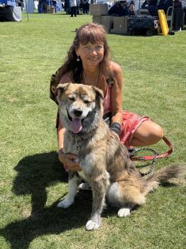 Australian Shepherd and Akita Dogs Available for Adoption in Dana Point, California - Nani | PetCurious