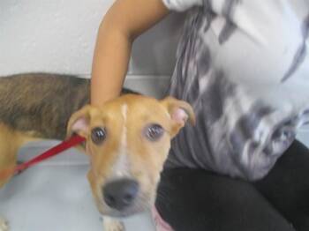 DUTCHESS -  Pit Bull Terrier Dog for Adoption in Ocala, Florida - DUTCHESS | PetCurious