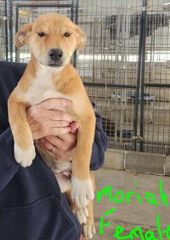 Mixed Breed Dogs Available for Adoption in Manchester, Connecticut - Moriah | PetCurious