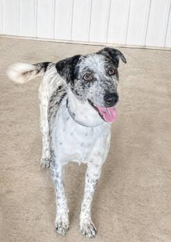 Australian Cattle Dog Blue Heeler Dogs Available for Adoption in Lacon, Illinois - Merry | PetCurious