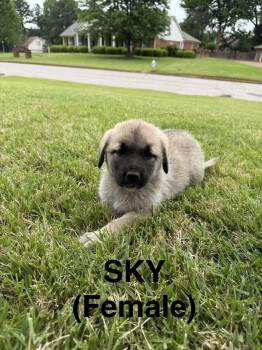 Bernese Mountain Dog and Golden Retriever Dogs Available for Adoption - Sky | PetCurious