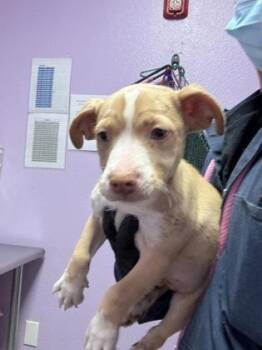 Shepherd and Mixed Breed Dogs Available for Adoption in El Paso, Texas - 60916240 | PetCurious
