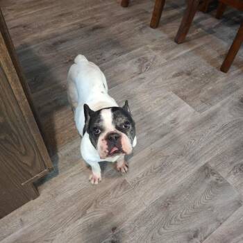 Piper -  French Bulldog Dog for Adoption in Dover, Arkansas - Piper | PetCurious