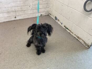 Rescue Poodle Dogs for Adoption in San Bernardino, California - COCO | PetCurious