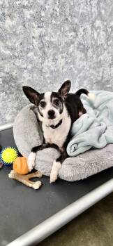 Mario -  Rat Terrier Dog for Adoption in Estherville, Iowa - Mario | PetCurious