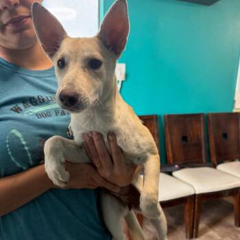 Basenji and Carolina Dog Dogs Available for Adoption in Floresville, Texas - Noodle | PetCurious