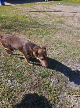 Australian Kelpie Dogs Available for Adoption - Koda | PetCurious