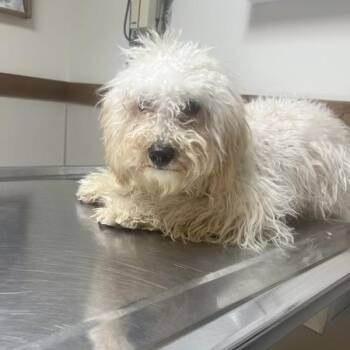 Wicho -  Mixed Breed Dog for Adoption in Bristol, Indiana - Wicho | PetCurious