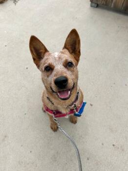 Botas -  Australian Cattle Dog Blue Heeler and Mixed Breed Dog for Adoption in Fort Collins, Colorado - Botas | PetCurious