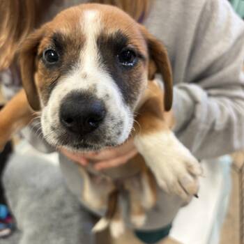 Terrier and Australian Shepherd Dogs Available for Adoption - Dolly Parton | PetCurious