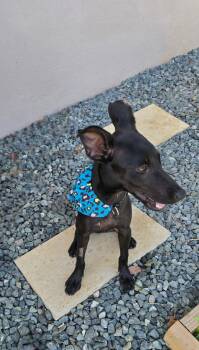 Morena -  Terrier and Mixed Breed Dog for Adoption in Albion, New York - Morena | PetCurious