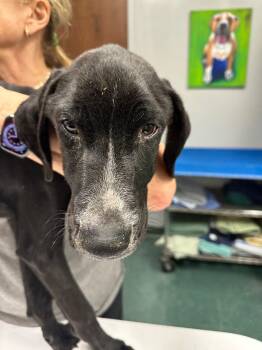 Mixed Breed Dogs Available for Adoption - Polo | PetCurious