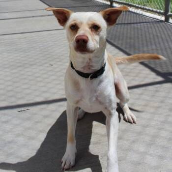 Milo -  Mixed Breed Dog Available for Adoption in Mcpherson, Kansas - Milo | PetCurious