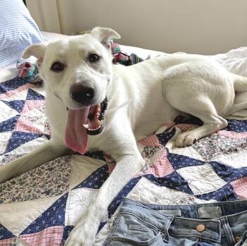 Rescue Labrador Retriever Dogs for Adoption in Longview, Texas - Luke | PetCurious