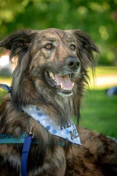 Cosmo -  Australian Shepherd and Labrador Retriever Dog for Adoption in Mississauga, Ontario - Cosmo | PetCurious