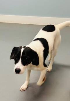 Toda -  Terrier and Mixed Breed Dog for Adoption in Hawk Point, Missouri - Toda | PetCurious