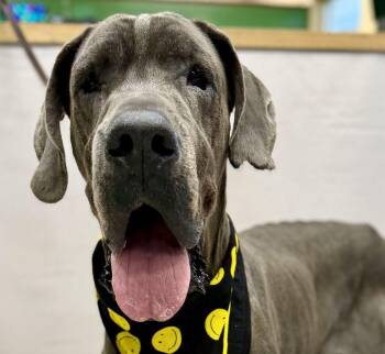 Kenzo -  Great Dane Dog for Adoption in Sanford, Florida - Kenzo | PetCurious