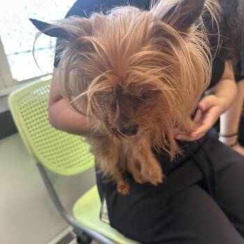 Yorkshire Terrier Dogs Available for Adoption - Sol | PetCurious