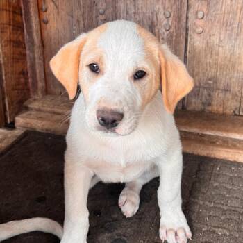 Great Pyrenees and Mixed Breed Dogs Available for Adoption - Kodiak | PetCurious