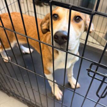 Dr. Robby -  Australian Shepherd and Mixed Breed Dog for Adoption in Charlottesville, Virginia - Dr. Robby | PetCurious
