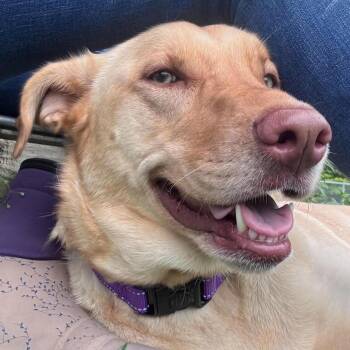 Ariel -  Labrador Retriever Dog for Adoption in Tioga, Pennsylvania - Ariel | PetCurious
