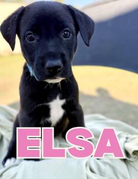Black Labrador Retriever Dogs Available for Adoption - Elsa | PetCurious