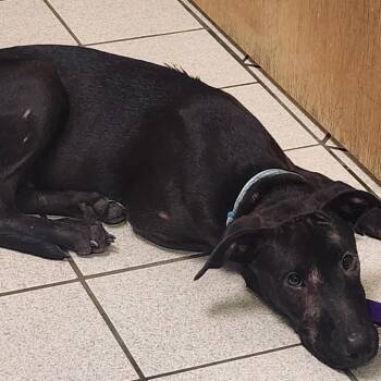 Wurm -  Mixed Breed Dog for Adoption in Charleston, West Virginia - Wurm | PetCurious