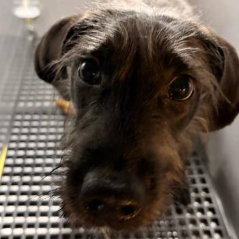 Wirehaired Terrier Dogs Available for Adoption - Carol Kaye | PetCurious