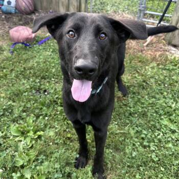 Huck -  Black Labrador Retriever and German Shepherd Dog Dog for Adoption in Mount Vernon, Indiana - Huck | PetCurious