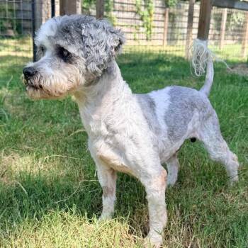 Bonjour -  Miniature Poodle and Mixed Breed Dog for Adoption in Houston, Texas - Bonjour | PetCurious