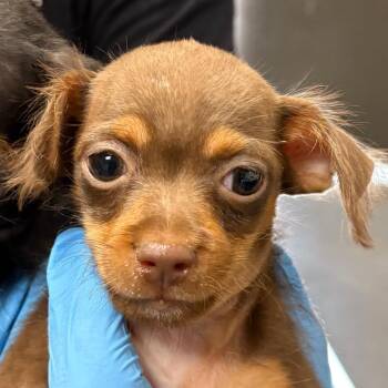 Sasha -  Chihuahua Dog for Adoption in Scottsdale, Arizona - Sasha | PetCurious