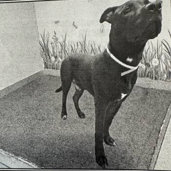 Rescue Pit Bull Terrier Dogs for Adoption in Los Angeles, California - Jingle A5735573 | PetCurious