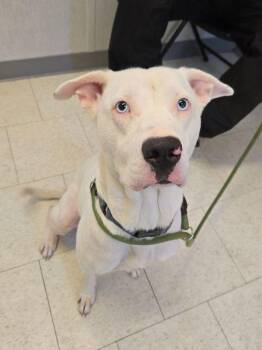 Pit Bull Terrier Dogs Available for Adoption - Janet | PetCurious