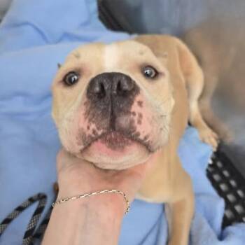 Flora -  Pit Bull Terrier and Mixed Breed Dog for Adoption in Bristol, Indiana - Flora | PetCurious