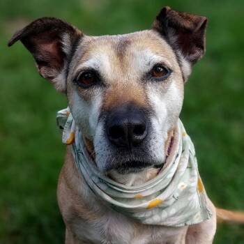 Brenna -  Mixed Breed Dog for Adoption in Rensselaer, New York - Brenna | PetCurious