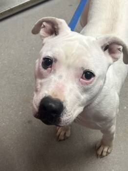 Rescue Mixed Breed Dogs for Adoption in West Chester, Pennsylvania - Bella | PetCurious