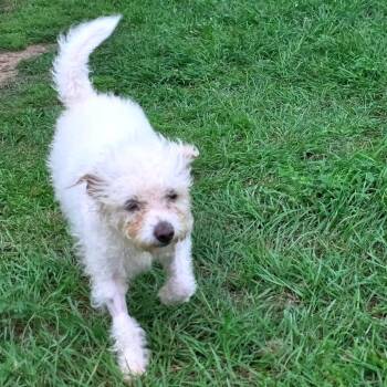 Poodle and Mixed Breed Dogs Available for Adoption in Houston, Texas - Bessie Belle | PetCurious
