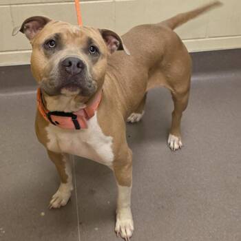 Maple -  Pit Bull Terrier Dog for Adoption in Norman, Oklahoma - Maple | PetCurious
