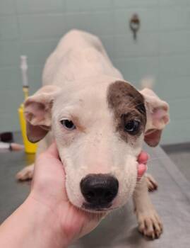 Phoebe -  Terrier Dog for Adoption in Athens, Tennessee - Phoebe | PetCurious