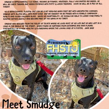 Rescue Mixed Breed Dogs for Adoption in San Diego, California - Smudge | PetCurious